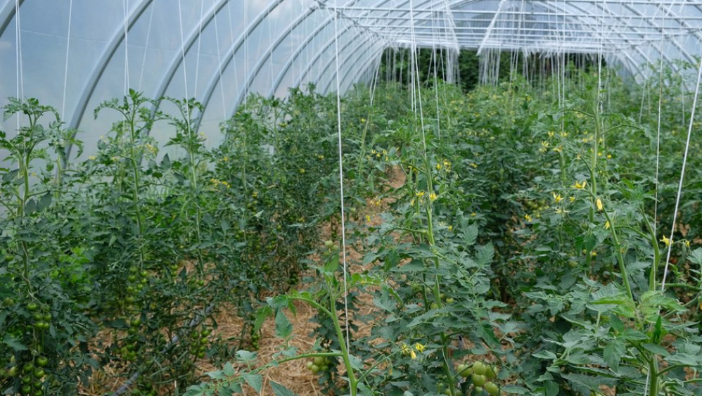 Лучшие теплицы из поликарбоната от производителя